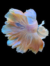 Load image into Gallery viewer, Male Rosetail - Dumbo #2236 - Live Betta Fish
