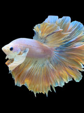 Load image into Gallery viewer, Male Rosetail - Dumbo #2236 - Live Betta Fish
