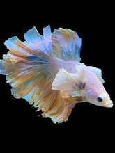 Load image into Gallery viewer, Male Rosetail - Dumbo #2236 - Live Betta Fish

