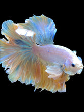 Load image into Gallery viewer, Male Rosetail - Dumbo #2236 - Live Betta Fish
