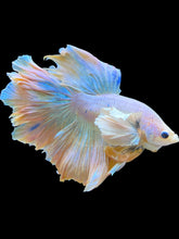 Load image into Gallery viewer, Male Rosetail - Dumbo #2236 - Live Betta Fish
