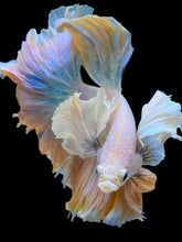Load image into Gallery viewer, Male Rosetail - Dumbo #2236 - Live Betta Fish
