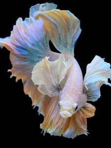 Male Rosetail - Dumbo #2236 - Live Betta Fish