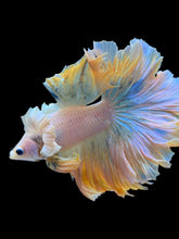 Load image into Gallery viewer, Male Rosetail - Dumbo #2236 - Live Betta Fish
