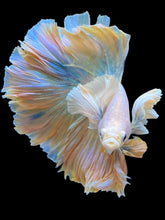 Load image into Gallery viewer, Male Rosetail - Dumbo #2236 - Live Betta Fish
