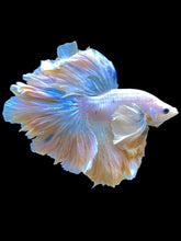Load image into Gallery viewer, Male Rosetail - Dumbo #2236 - Live Betta Fish
