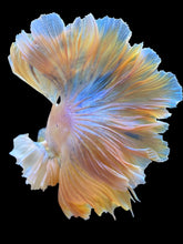 Load image into Gallery viewer, Male Rosetail - Dumbo #2236 - Live Betta Fish
