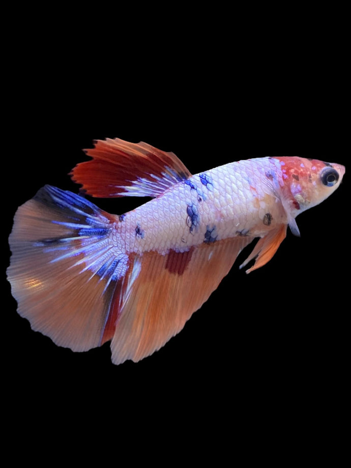 TOP GRADE Female Halfmoon - Galaxy #2237 - Live Betta Fish