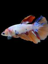 Load image into Gallery viewer, TOP GRADE Female Halfmoon - Galaxy #2237 - Live Betta Fish
