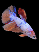 Load image into Gallery viewer, TOP GRADE Female Halfmoon - Galaxy #2237 - Live Betta Fish
