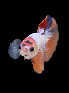 TOP GRADE Female Halfmoon - Galaxy #2237 - Live Betta Fish