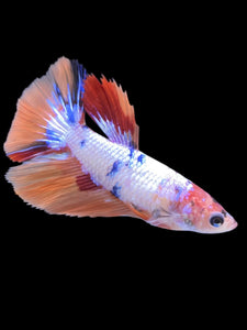TOP GRADE Female Halfmoon - Galaxy #2237 - Live Betta Fish
