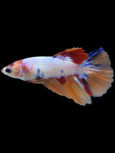 TOP GRADE Female Halfmoon - Galaxy #2237 - Live Betta Fish