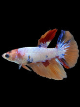 Load image into Gallery viewer, TOP GRADE Female Halfmoon - Galaxy #2237 - Live Betta Fish

