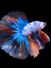 Load image into Gallery viewer, Male Halfmoon - Galaxy #2238 - Live Betta Fish
