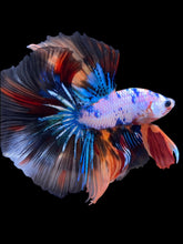 Load image into Gallery viewer, Male Halfmoon - Galaxy #2238 - Live Betta Fish
