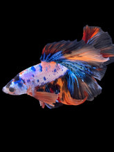 Load image into Gallery viewer, Male Halfmoon - Galaxy #2238 - Live Betta Fish
