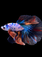 Load image into Gallery viewer, Male Halfmoon - Galaxy #2238 - Live Betta Fish
