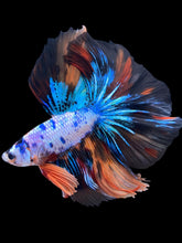 Load image into Gallery viewer, Male Halfmoon - Galaxy #2238 - Live Betta Fish
