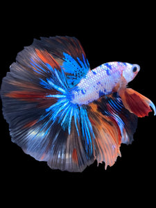 Male Halfmoon - Galaxy #2238 - Live Betta Fish