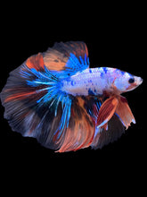 Load image into Gallery viewer, Male Halfmoon - Galaxy #2238 - Live Betta Fish
