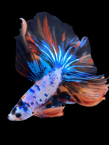 Male Halfmoon - Galaxy #2238 - Live Betta Fish