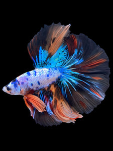 Male Halfmoon - Galaxy #2238 - Live Betta Fish