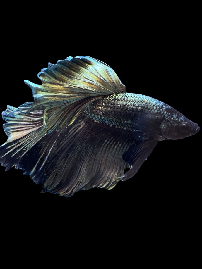Male Halfmoon - Copper #2239 - Live Betta Fish