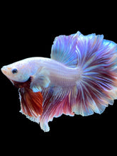 Load image into Gallery viewer, Male Rosetail - Purple #2240 - Live Betta Fish
