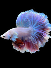 Load image into Gallery viewer, Male Rosetail - Purple #2240 - Live Betta Fish
