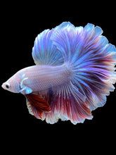 Load image into Gallery viewer, Male Rosetail - Purple #2240 - Live Betta Fish
