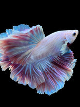 Load image into Gallery viewer, Male Rosetail - Purple #2240 - Live Betta Fish
