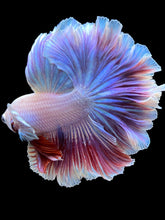 Load image into Gallery viewer, Male Rosetail - Purple #2240 - Live Betta Fish
