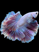 Load image into Gallery viewer, Male Rosetail - Purple #2240 - Live Betta Fish
