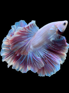 Male Rosetail - Purple #2240 - Live Betta Fish