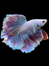Load image into Gallery viewer, Male Rosetail - Purple #2240 - Live Betta Fish
