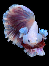 Load image into Gallery viewer, Male Rosetail - Purple #2240 - Live Betta Fish

