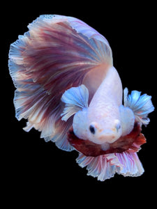 Male Rosetail - Purple #2240 - Live Betta Fish