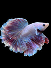 Load image into Gallery viewer, Male Rosetail - Purple #2240 - Live Betta Fish
