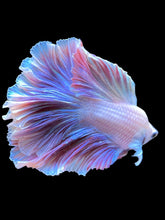 Load image into Gallery viewer, Male Rosetail - Purple #2240 - Live Betta Fish
