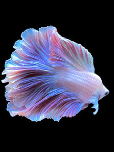 Male Rosetail - Purple #2240 - Live Betta Fish