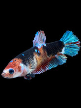 Load image into Gallery viewer, GIANT Female Halfmoon Plakat - Galaxy #2241 Live Betta Fish
