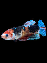 Load image into Gallery viewer, GIANT Female Halfmoon Plakat - Galaxy #2241 Live Betta Fish
