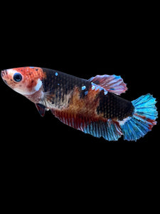 GIANT Female Halfmoon Plakat - Galaxy #2241 Live Betta Fish