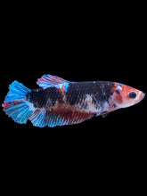 Load image into Gallery viewer, GIANT Female Halfmoon Plakat - Galaxy #2241 Live Betta Fish
