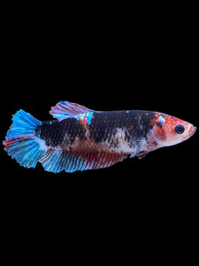 GIANT Female Halfmoon Plakat - Galaxy #2241 Live Betta Fish