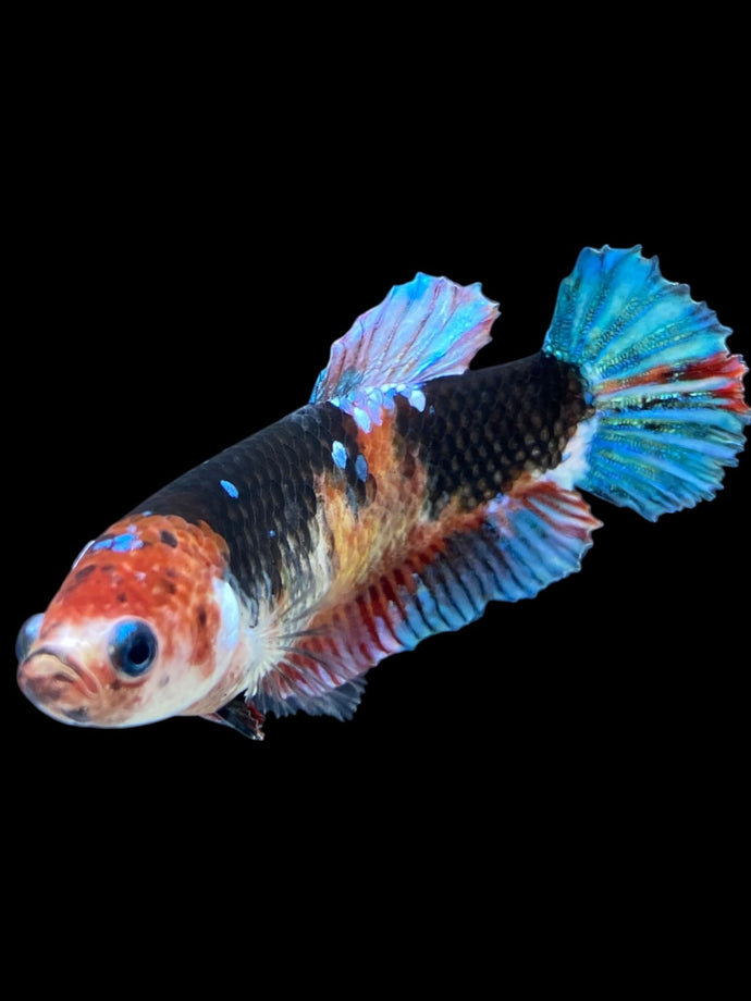 GIANT Female Halfmoon Plakat - Galaxy #2241 Live Betta Fish
