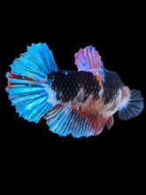 Load image into Gallery viewer, GIANT Female Halfmoon Plakat - Galaxy #2241 Live Betta Fish

