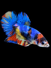 Load image into Gallery viewer, Male Halfmoon Plakat - Multicolor #2242 - Live Betta Fish
