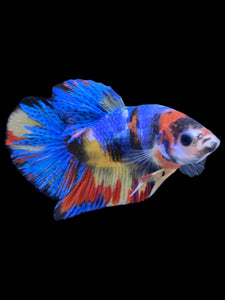 Male Halfmoon Plakat - Multicolor #2242 - Live Betta Fish